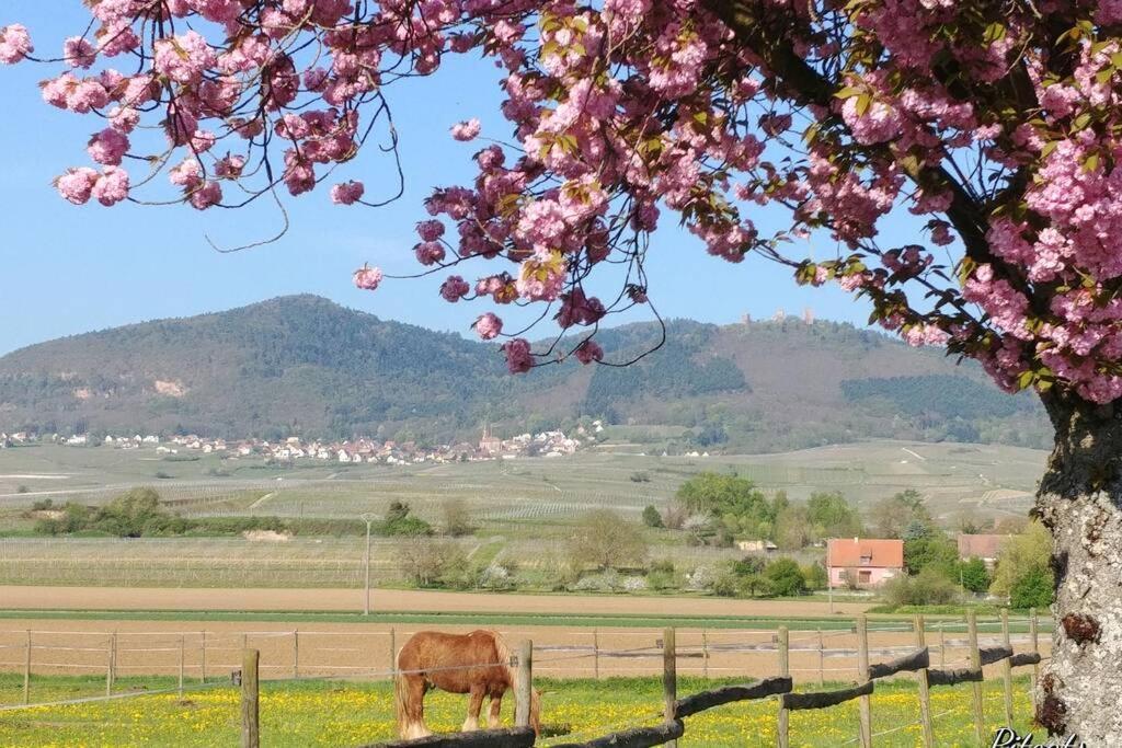 Gite à Eguisheim proche de Colmar et Kaysergberg. Exterior foto